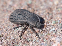 Asida sabulosa