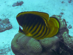 Chaetodon fasciatus