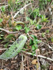 Fockea edulis