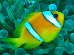 Amphiprion bicinctus