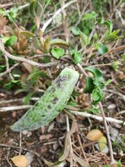 Fockea edulis