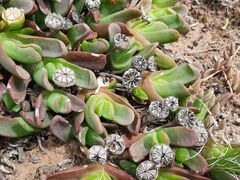 Glottiphyllum longum