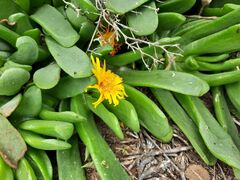 Glottiphyllum longum