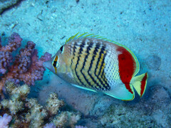 Chaetodon paucifasciatus