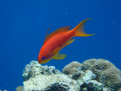Pseudanthias squamipinnis