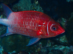 Sargocentron caudimaculatum