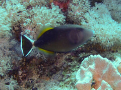 Sufflamen albicaudatum