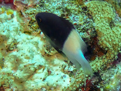 Pycnochromis dimidiatus