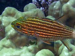 Cheilodipterus macrodon