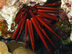 Heterocentrotus mamillatus