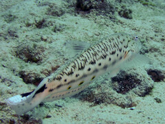 Parapercis hexophtalma