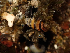 Mastonia cingulifera