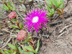 Lampranthus spectabilis