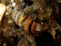 Mastonia cingulifera