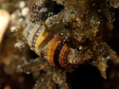 Mastonia cingulifera