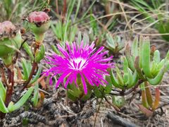 Lampranthus spectabilis