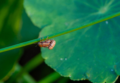 Cryptocephalus brunneovittatus