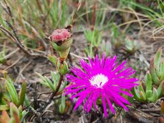 Lampranthus spectabilis