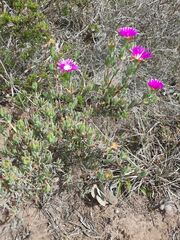 Lampranthus swartkopensis