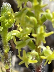 Holothrix villosa