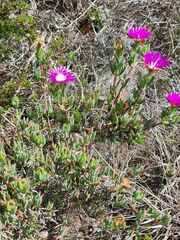 Lampranthus swartkopensis