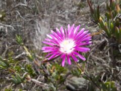 Lampranthus swartkopensis