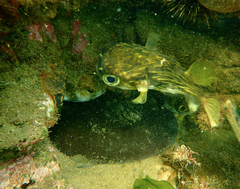 Trygonoptera imitata