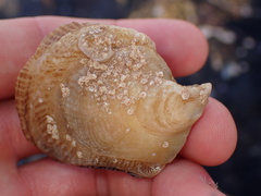 Isognomon perna