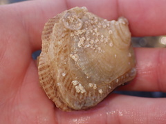Isognomon perna