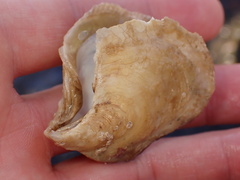 Isognomon perna
