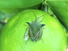Biprorulus bibax