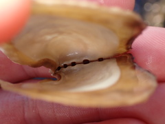 Isognomon perna