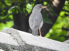 Turdus smithi