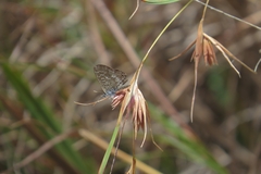 Theclinesthes serpentata