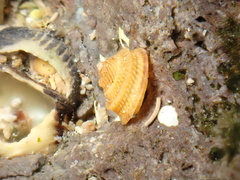 Peasiella tantilla
