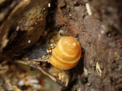 Peasiella tantilla