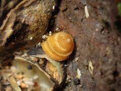 Peasiella tantilla