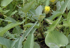 Neptunia oleracea
