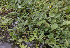 Neptunia oleracea