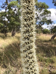 Xanthorrhoea caespitosa