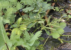 Neptunia oleracea