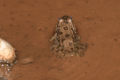 Pelophylax saharicus