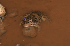 Pelophylax saharicus