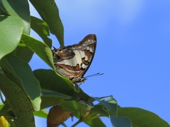 Charaxes sempronius