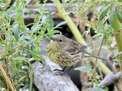 Setophaga kirtlandii