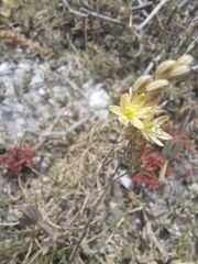 Ornithogalum nanodes