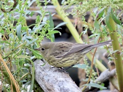 Setophaga kirtlandii