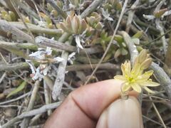Ornithogalum nanodes