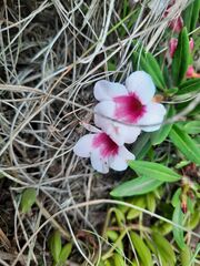 Pachypodium bispinosum