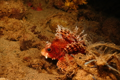 Dendrochirus brachypterus